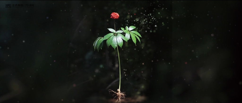 听，三七在说话